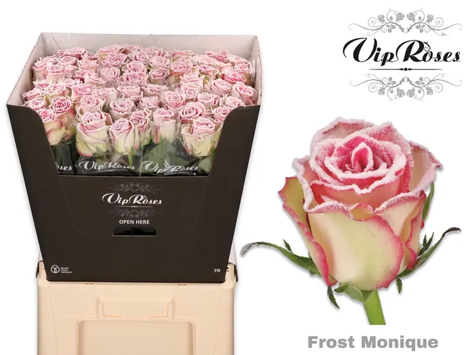 Ruža Frost Monique 60 cm