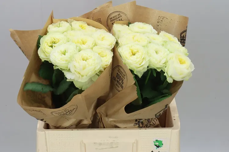 Rosa Gar Solsbury Hill 60 cm