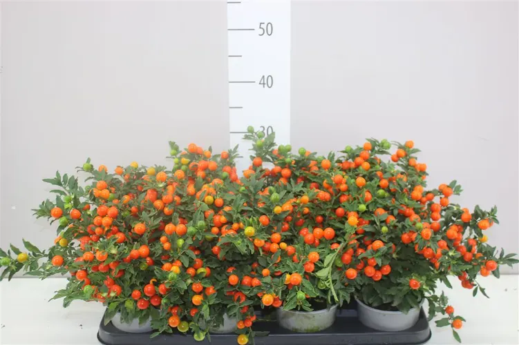 Solanum Ps Bartoli Bes črepník 12 cm