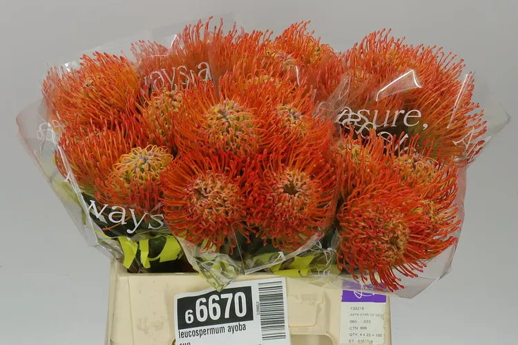 Leucospermum Ayoba Sun 40 cm