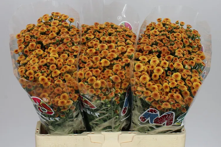 Sant Mad Orange Tyolo 55 cm