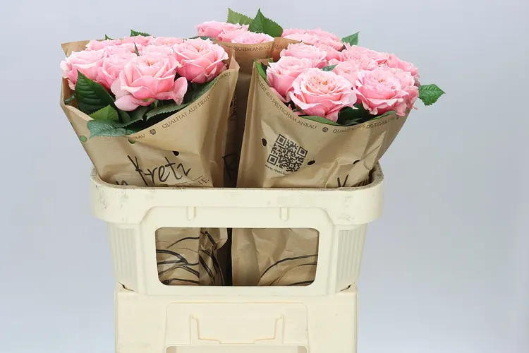 Rosa Gar Elena 70 cm