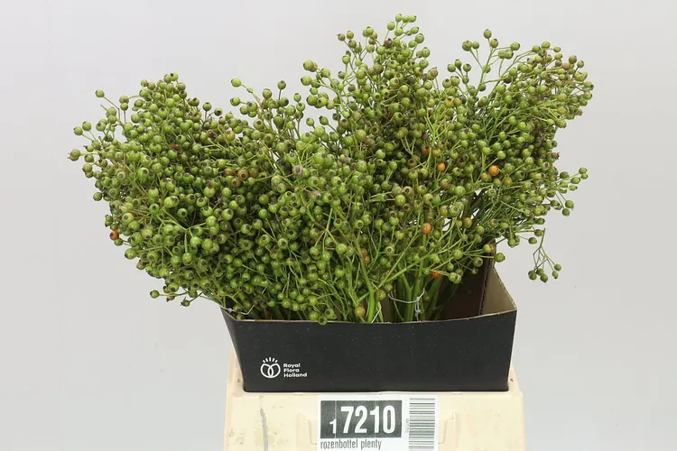 Rozenbottel Plenty Green 50 cm
