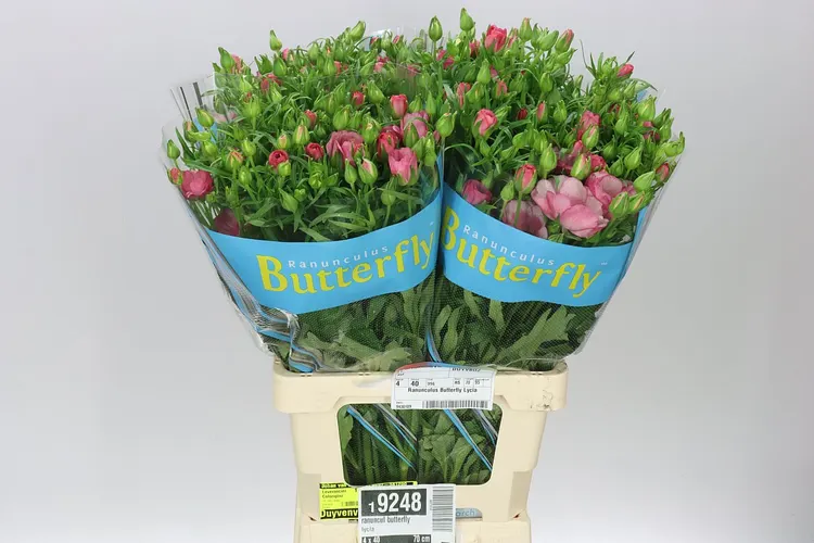 Iskerník Butterfly Lycia 60 cm
