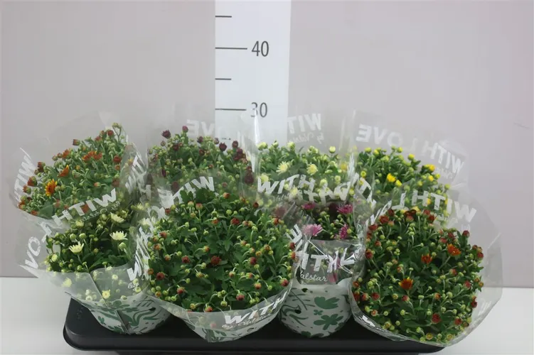 Chryzantéma črepníková mix črepník 12 cm