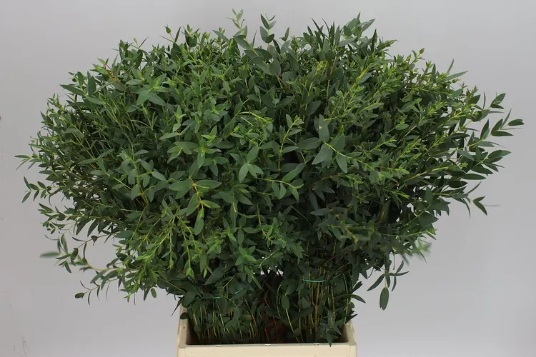 Eukalyptus Parvifolia 70 cm