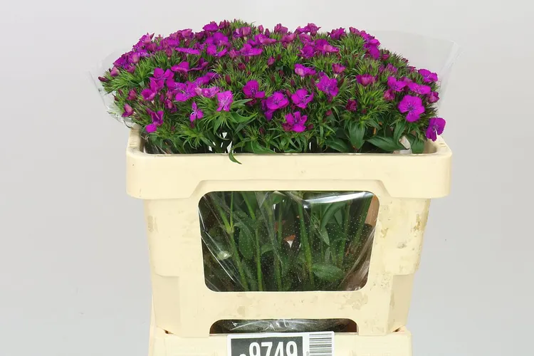Di Barb Neon Purple 50 cm