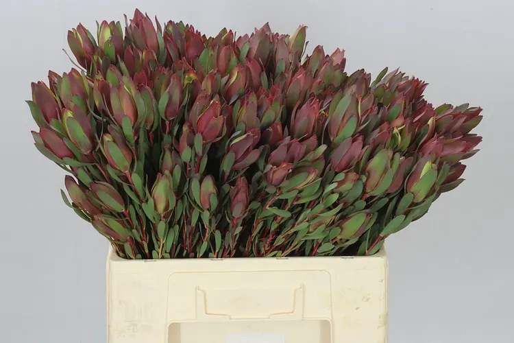 Leucadendron Senorita Spray 60 cm