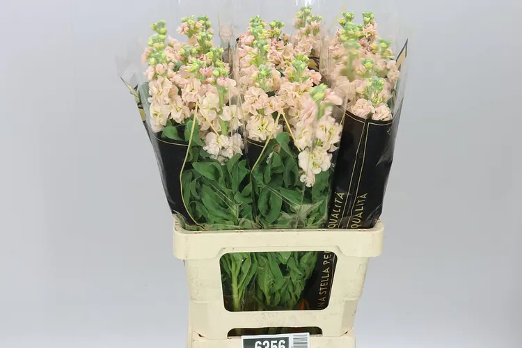 Matthiola Apricot It. Imp 70 cm