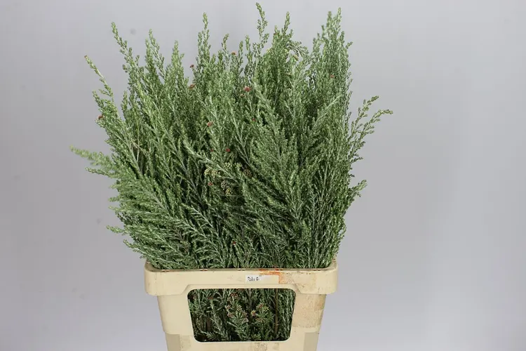 Igg Sussex Silver X10 Stems 60 cm