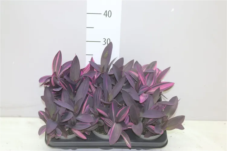Tradescantia Pink Stripe črepník 12 cm