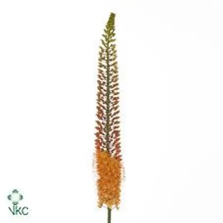 Eremurus Orange 100 cm