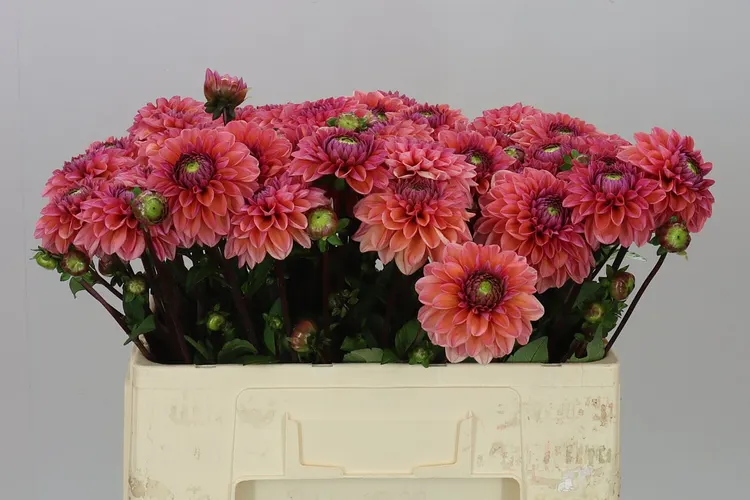 Dahlia Daisy Duke 50 cm