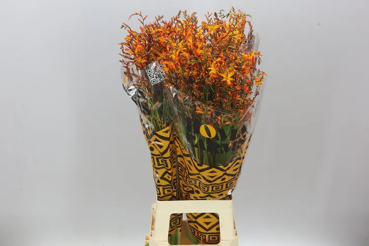 Crocosmia Lucifer 80 cm