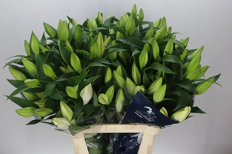 Ľalia orientálna Zambesi 90 cm