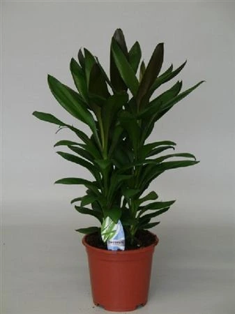 Cordyline Glauca Toef črepník 19 cm