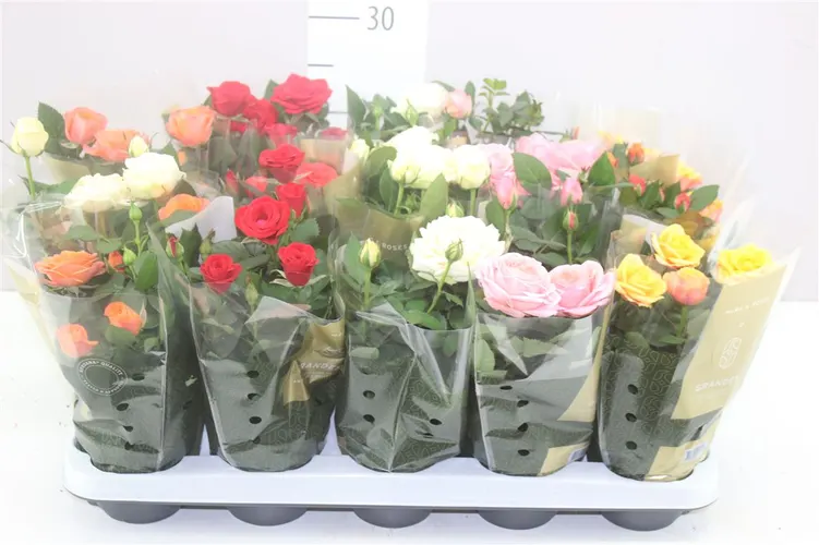 Ruža črepníková Grande mix Rijp črepník 10,5 cm