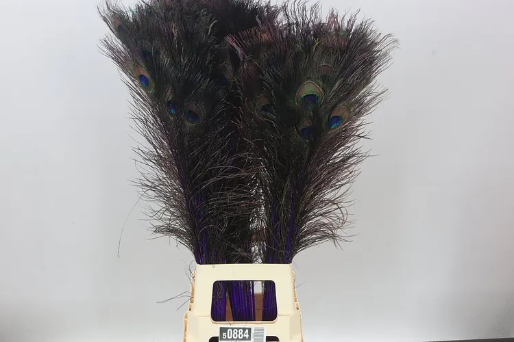 Peacock Feathers Purple X50 100 cm