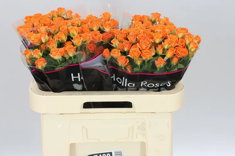 Rosa Tr Picanto 60 cm