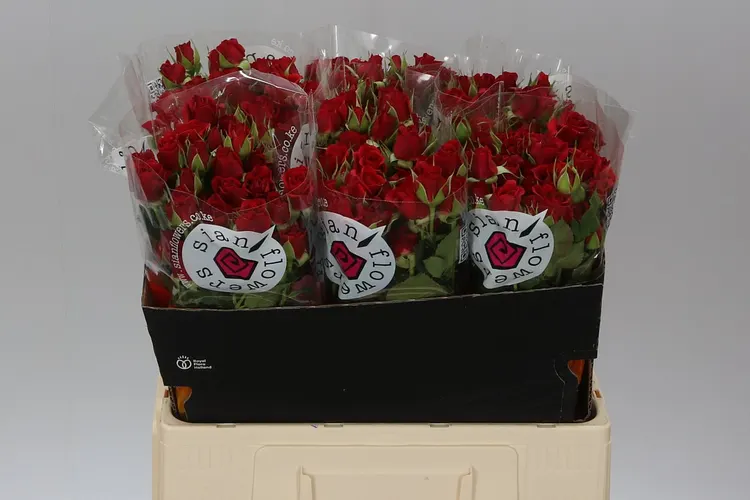 Rosa Tr Mirabel 60 cm