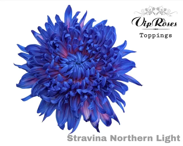 Chryzantéma veľkokvetá Stravina Northern Light 65 cm