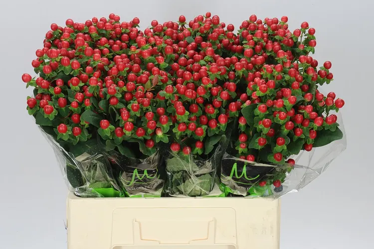 Hyp Tomato Flair 60 cm