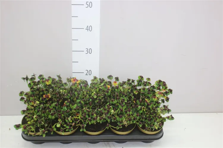Oxalis Deppei črepník 12 cm