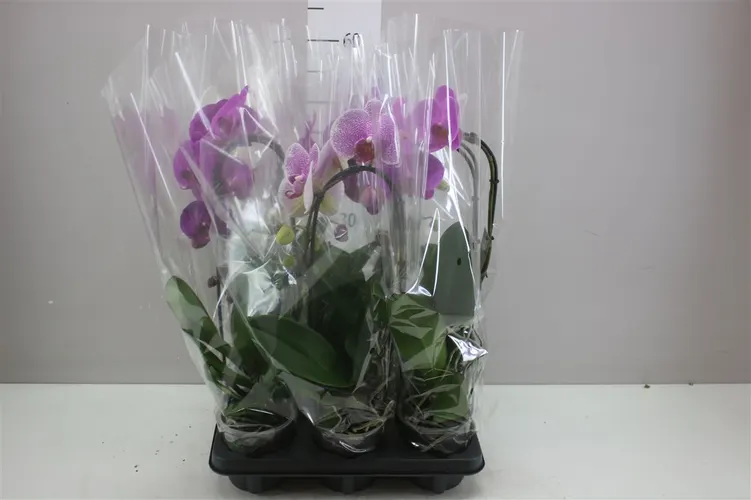 Phal Cascade Mix 1 Tak črepník 12 cm