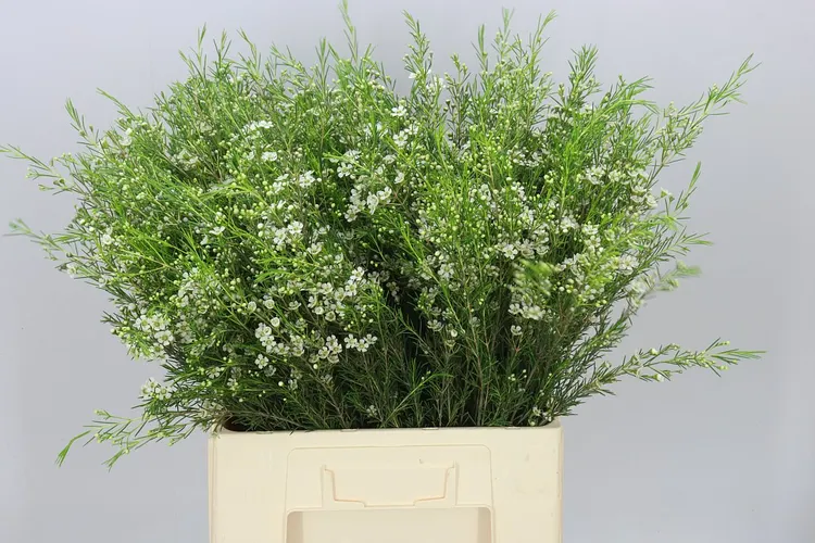 Voskovka White Star 70 cm
