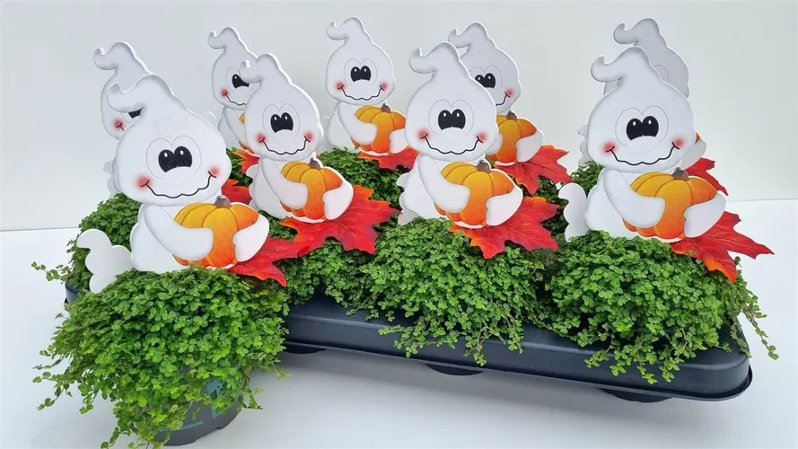 Soleirolia So Groen Spook črepník 11 cm