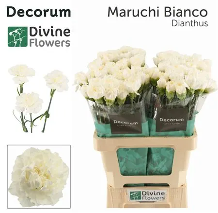 Di St H. Maruchi Bianco 60 cm