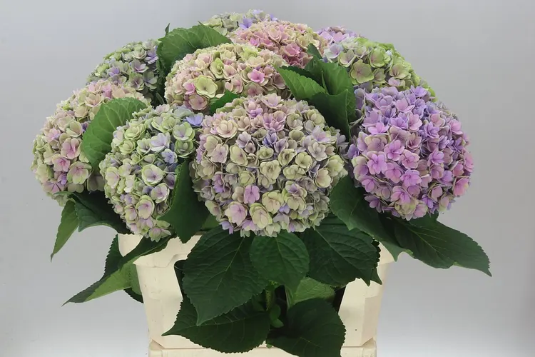Hyd Majestic Lilac Classic 80 cm