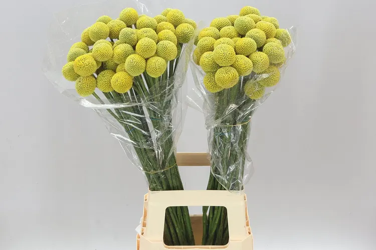 Craspedia Big Yellow 75 cm