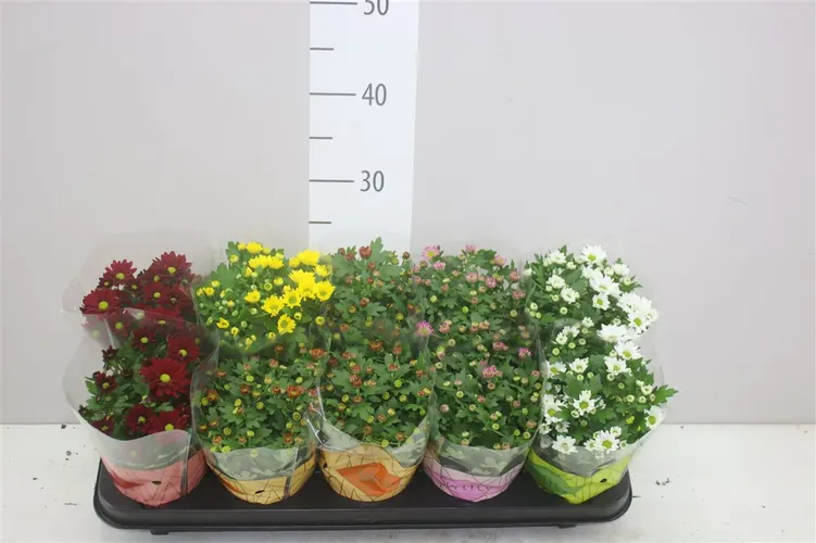 Chryzantéma črepníková Swifty mix črepník 10,5 cm