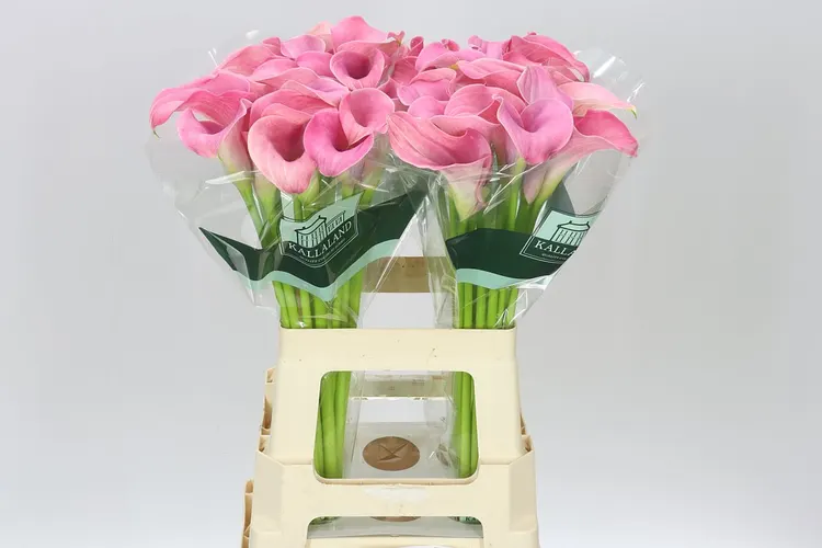 Zant Candyfloss 65 cm