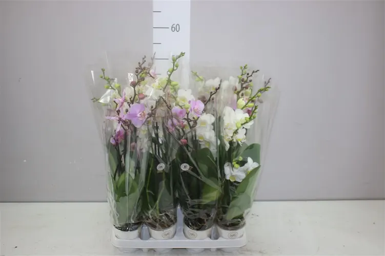 Orchidea Phalaenopsis Midi mix, 3 výhony črepník 9 cm
