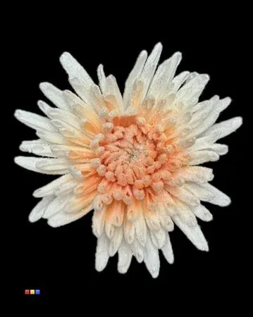 Chr G Marshmallow Orange 70 cm
