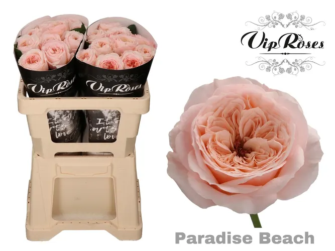R Kl Paradise Beach X20 50 cm