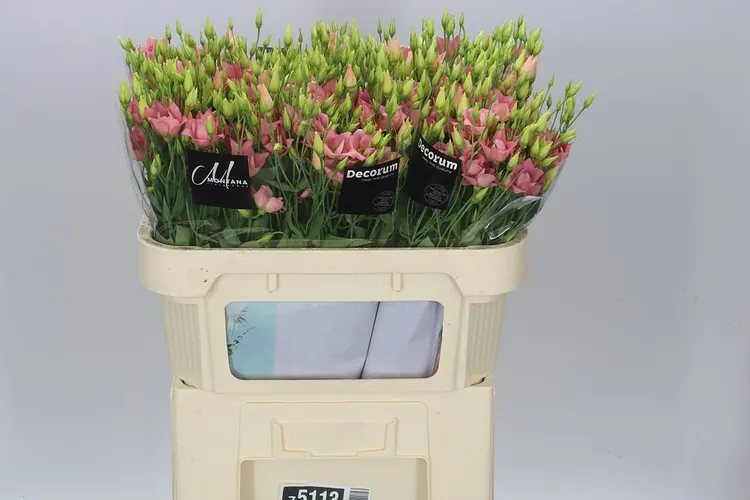 Eust En Botanic Apricot 72 cm