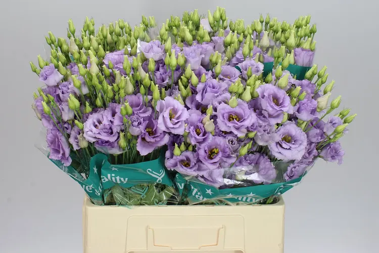 Eust Du Corelli Lavendel 72 cm