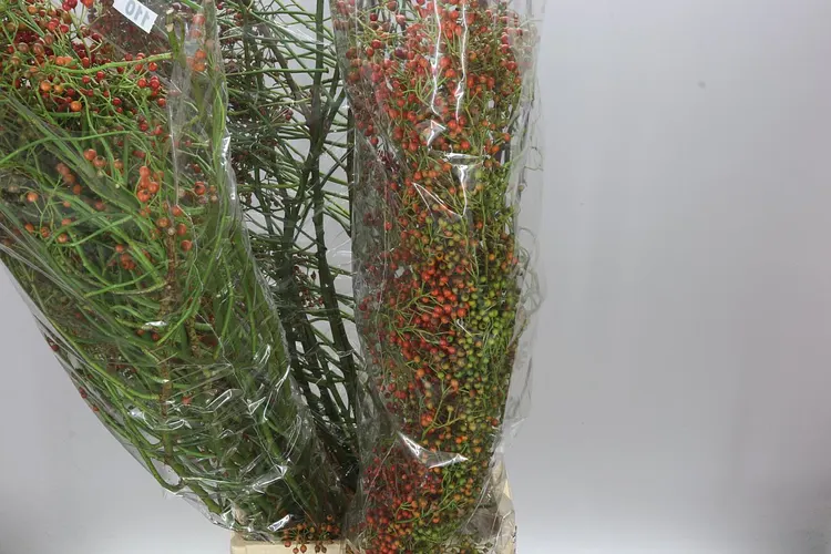 Šípky Corallo 110 cm