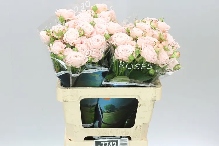 Rosa Tr Nynke 60 cm