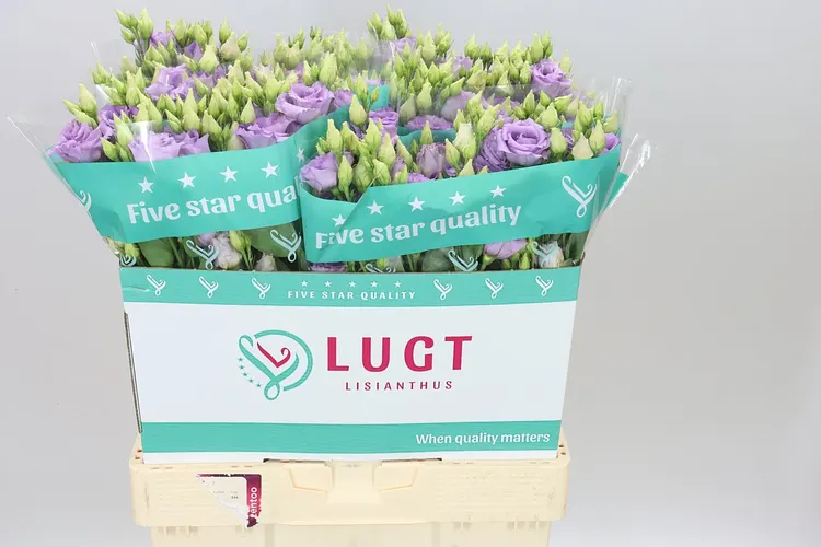 Eust Du Corelli Lavendel 70 cm