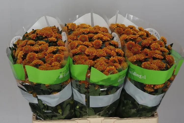 Sant Ellison Orange 55 cm