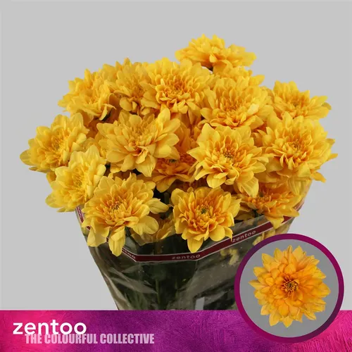 Chryzantémy trsové (Chrysanthemum Spray)