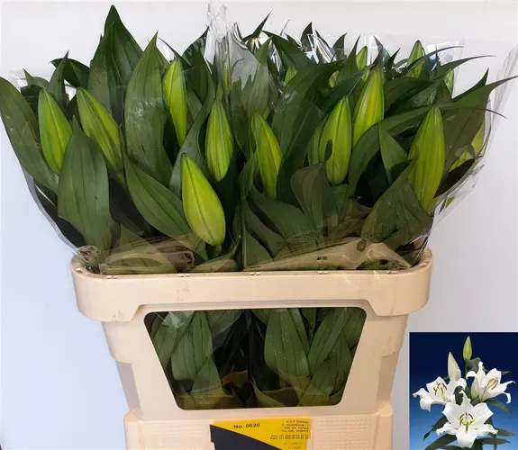 Ľalia orientálna Zambesi 80 cm