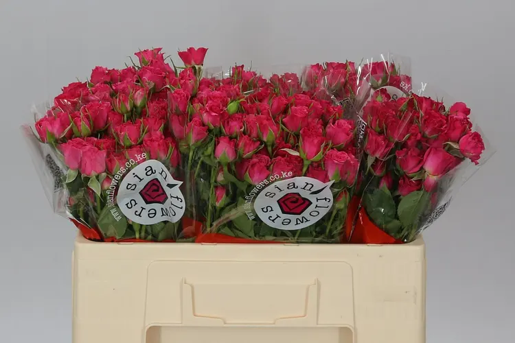 Rosa Tr Lianne 50 cm