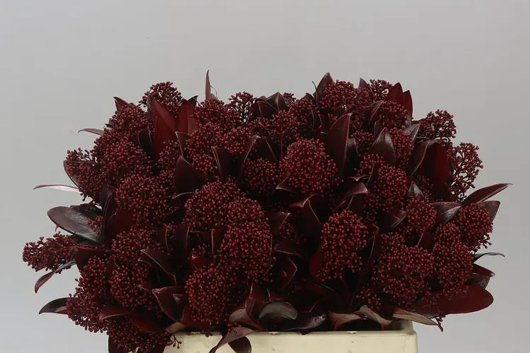Skimmia farbená Bordeaux 45 cm