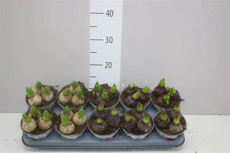 Hyacint mix 3pp črepník 12 cm