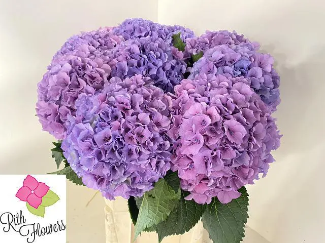 Hydr M Royal Salute 60 cm